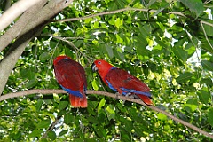 0696 Birdworld Kuranda
